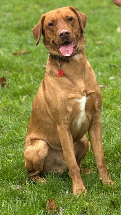 red fox lab sitting on grass 